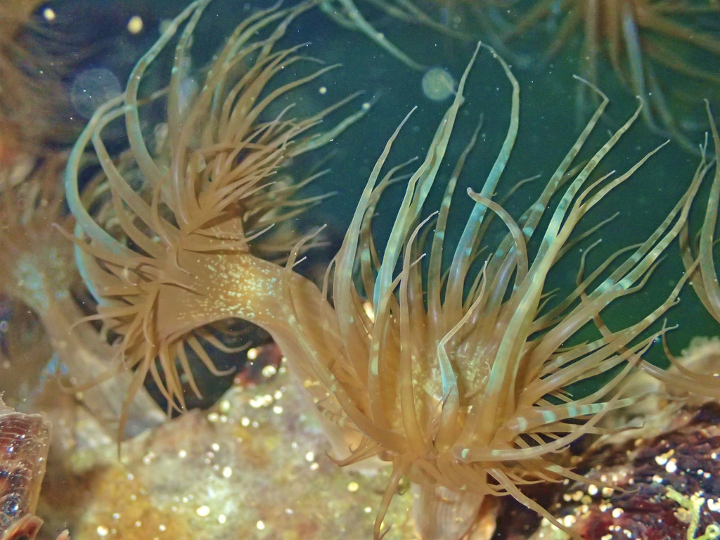 Pale Anemone