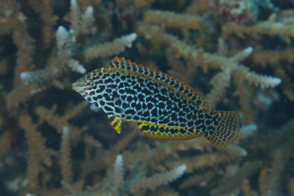 Leopard Wrasse