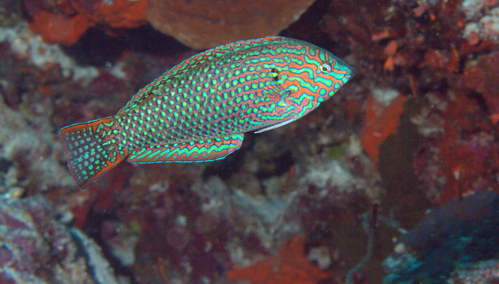 Leopard Wrasse