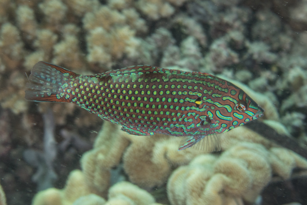 Leopard Wrasse