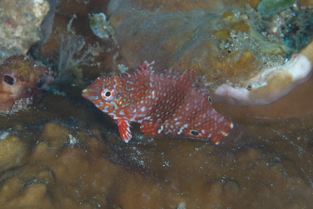 Leopard Wrasse