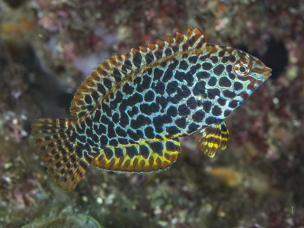 Leopard Wrasse