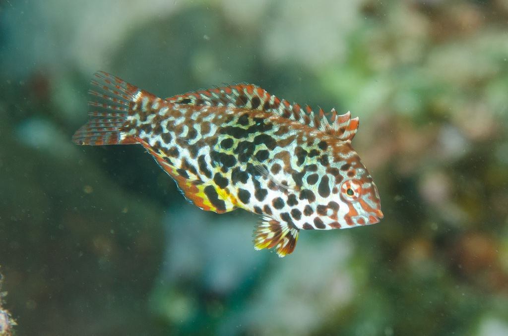 Leopard Wrasse