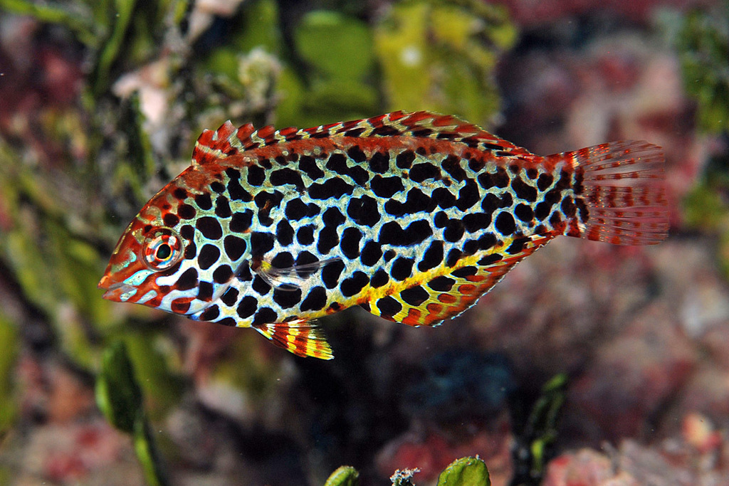 Leopard Wrasse