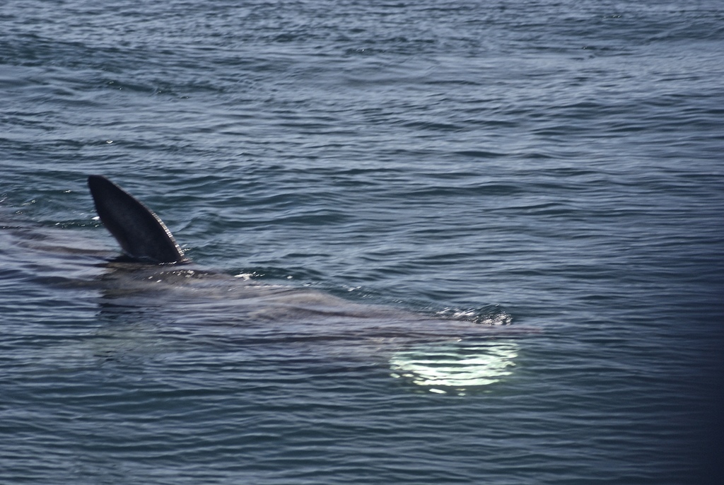 Basking Shark