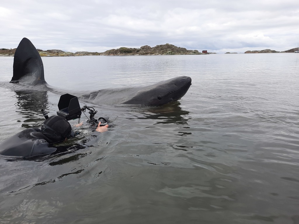 Basking Shark