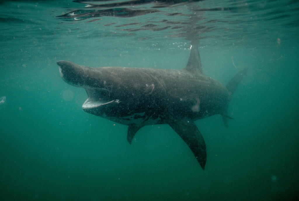 Basking Shark