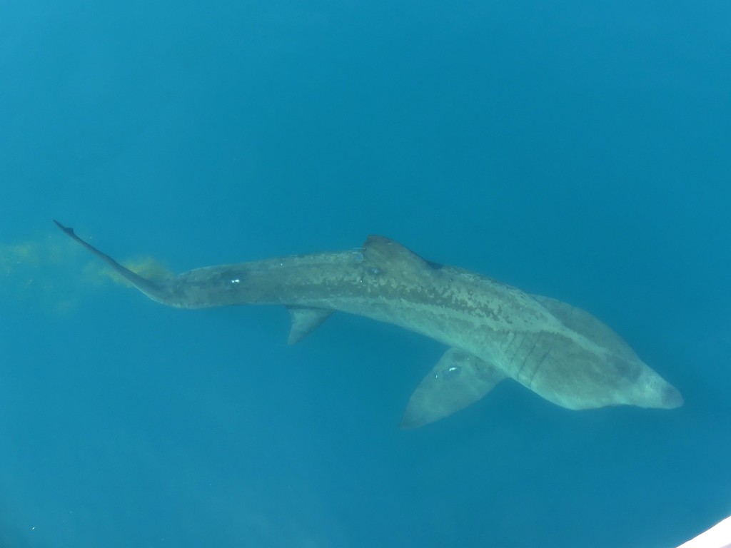 Basking Shark