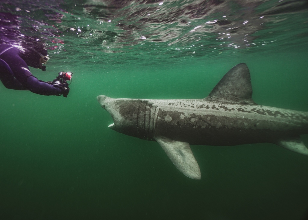 Basking Shark
