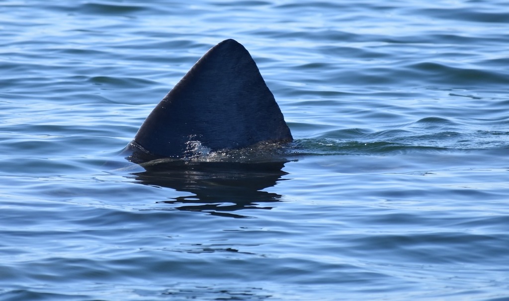 Basking Shark