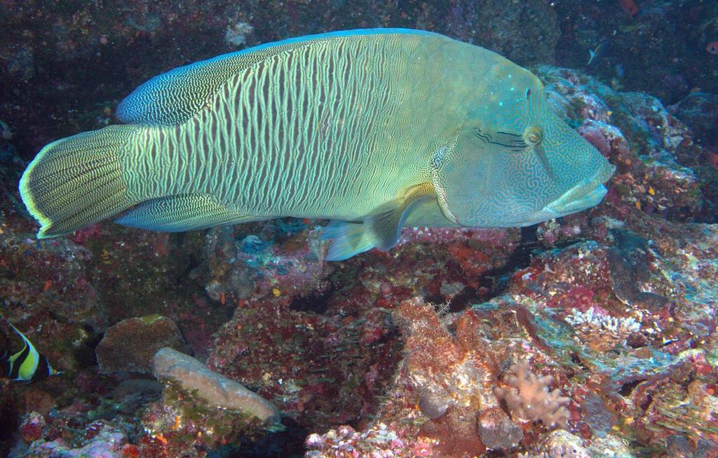 Napoleon Wrasse