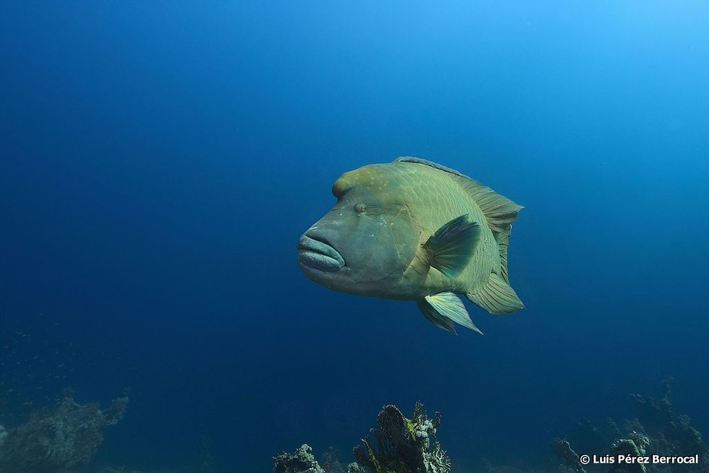 Napoleon Wrasse