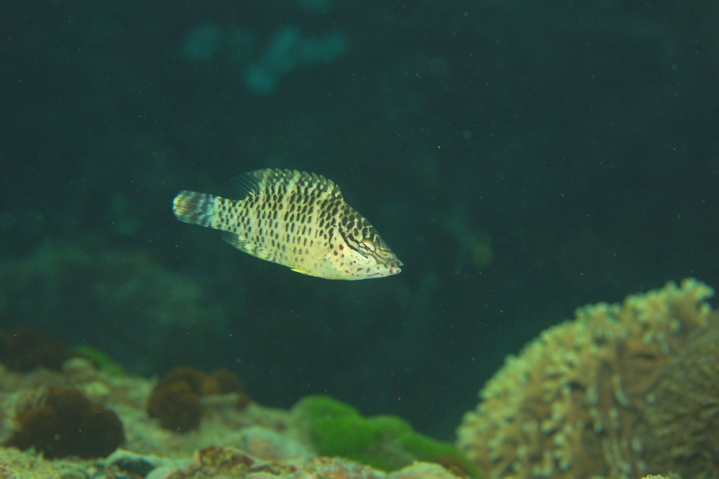 Napoleon Wrasse