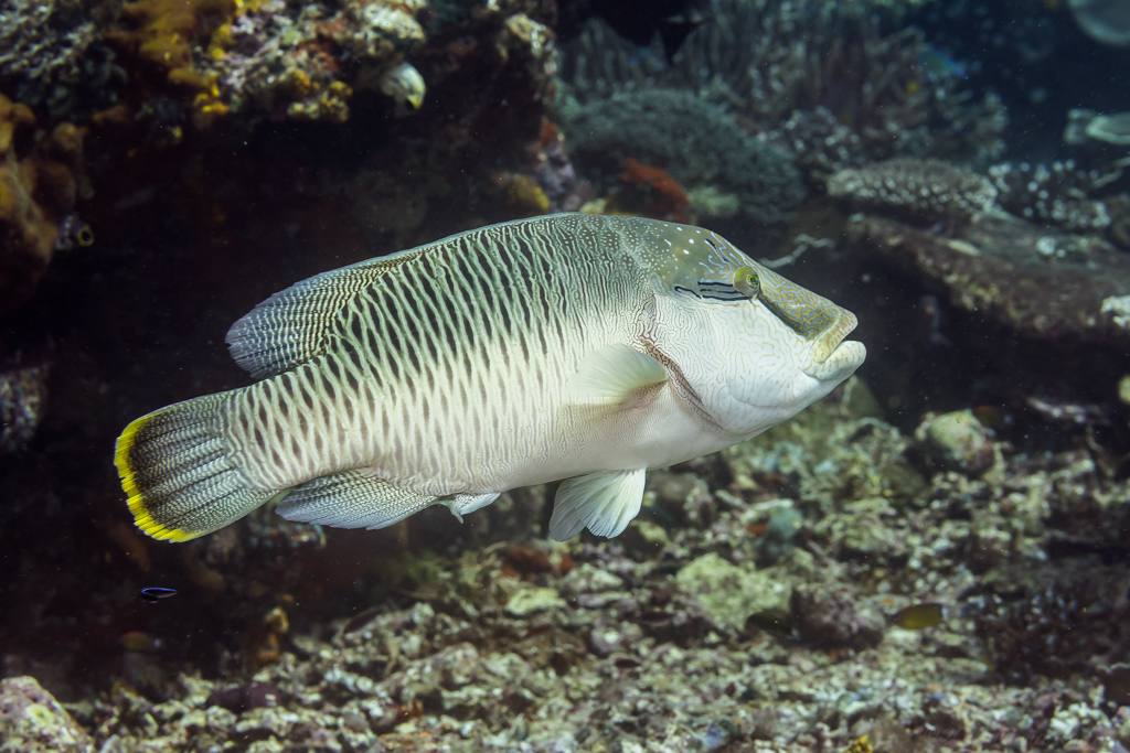 Napoleon Wrasse