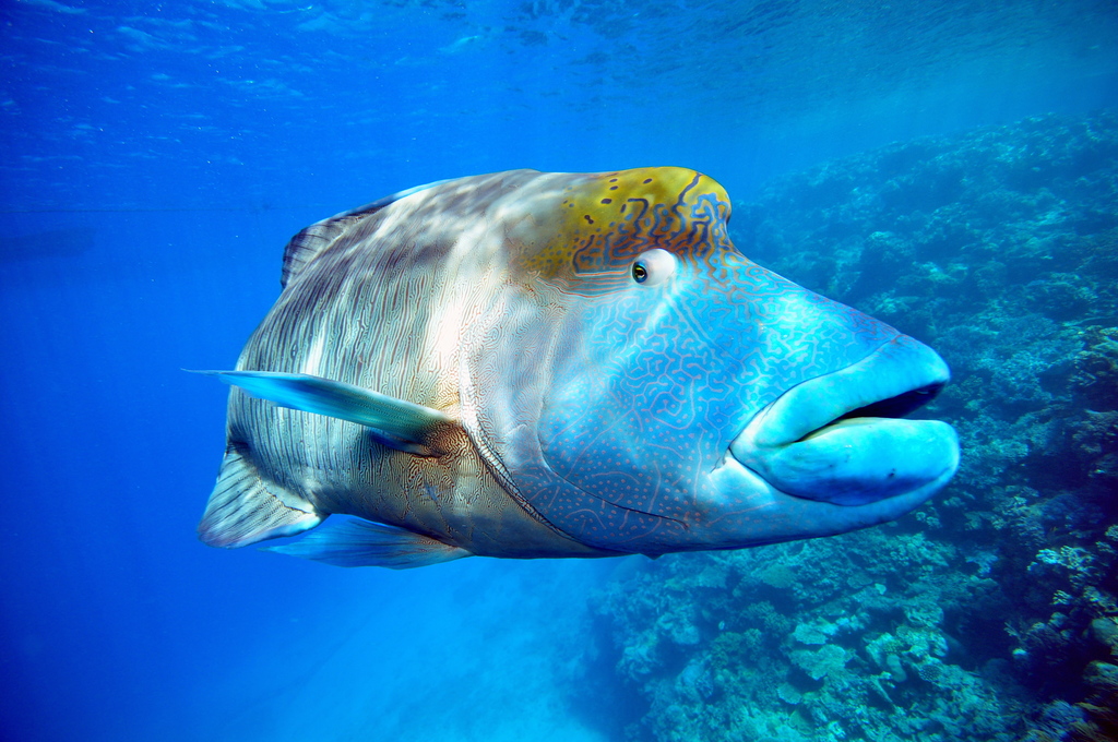 Napoleon Wrasse