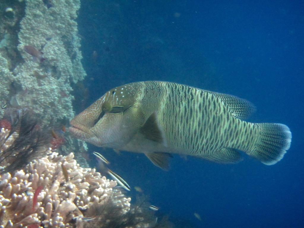 Napoleon Wrasse