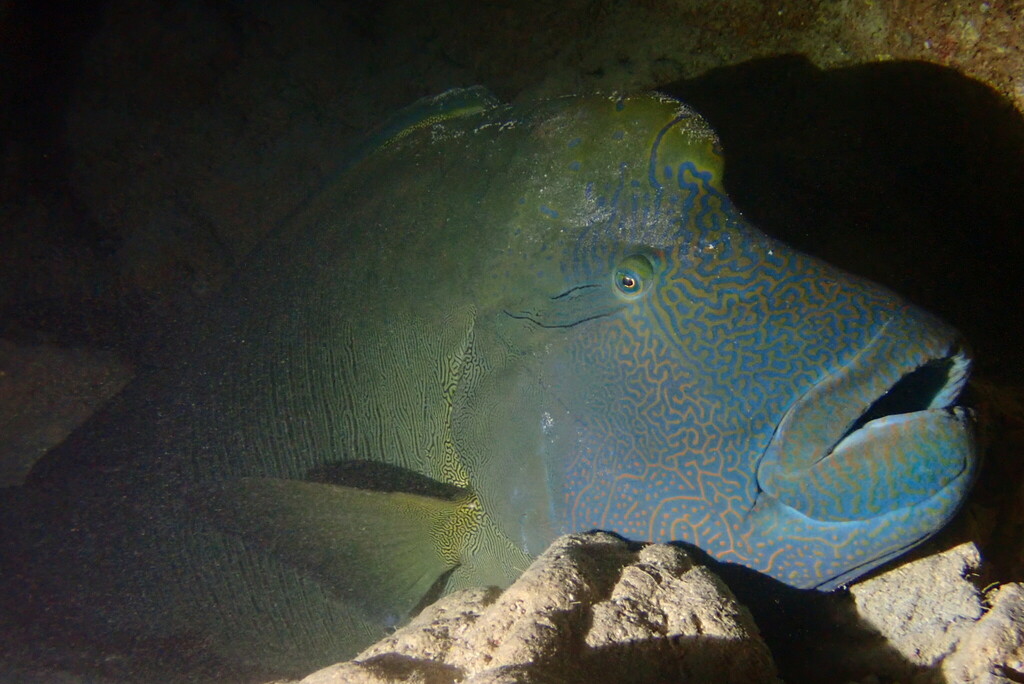 Napoleon Wrasse
