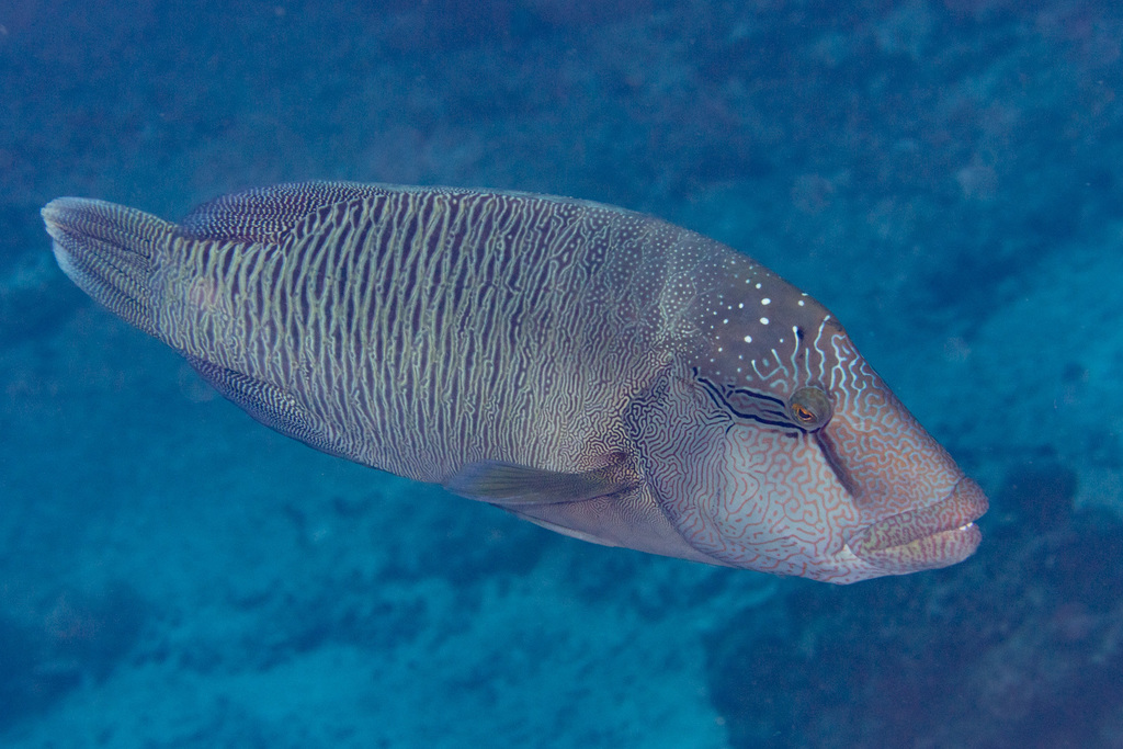 Napoleon Wrasse