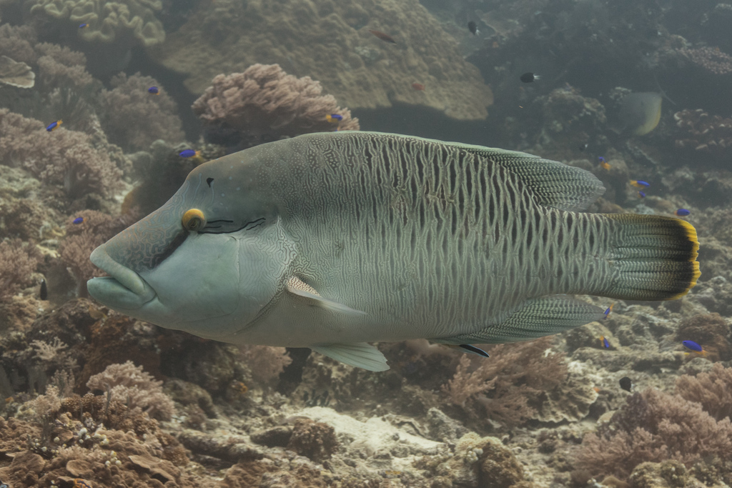 Napoleon Wrasse