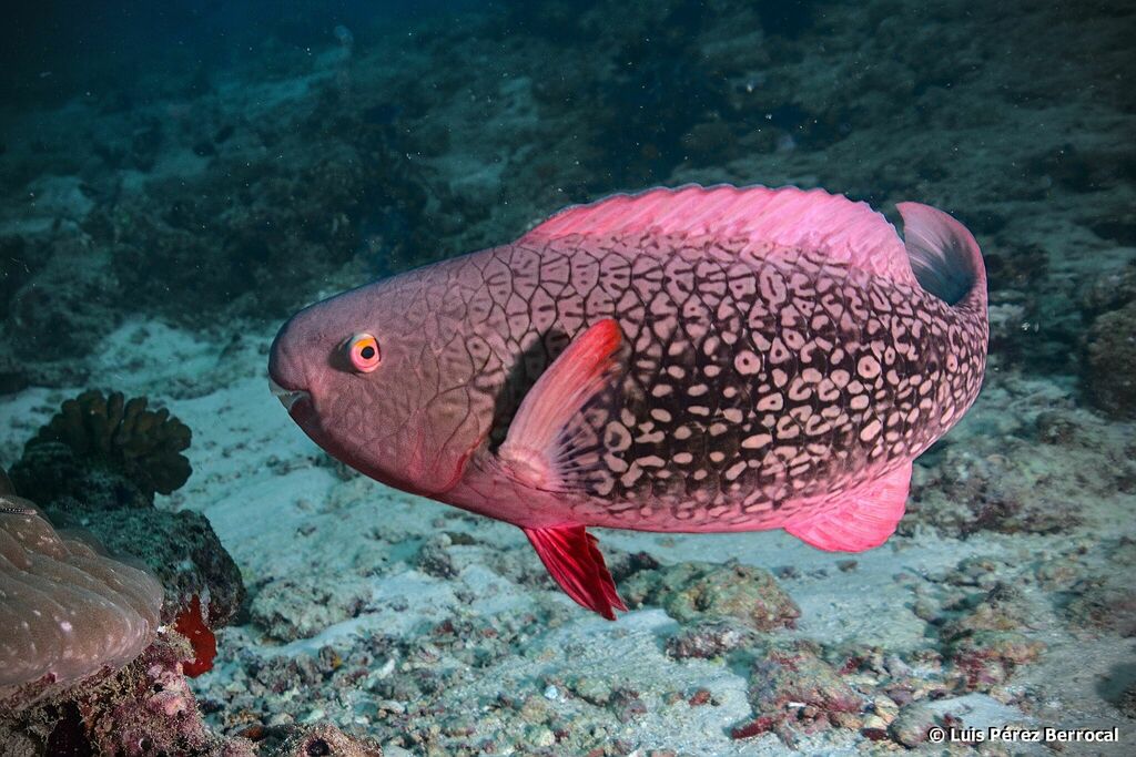 Redlip Parrotfish