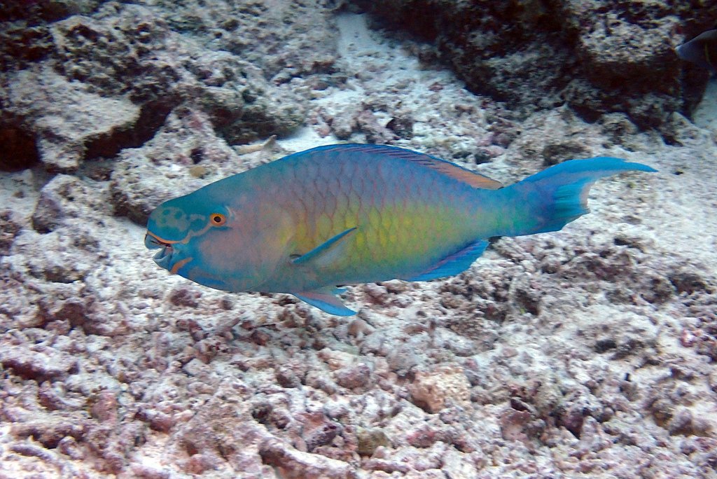 Redlip Parrotfish