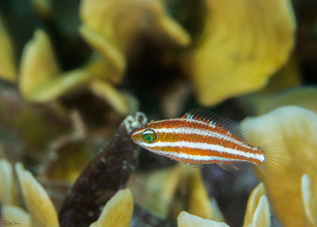 Redlip Parrotfish