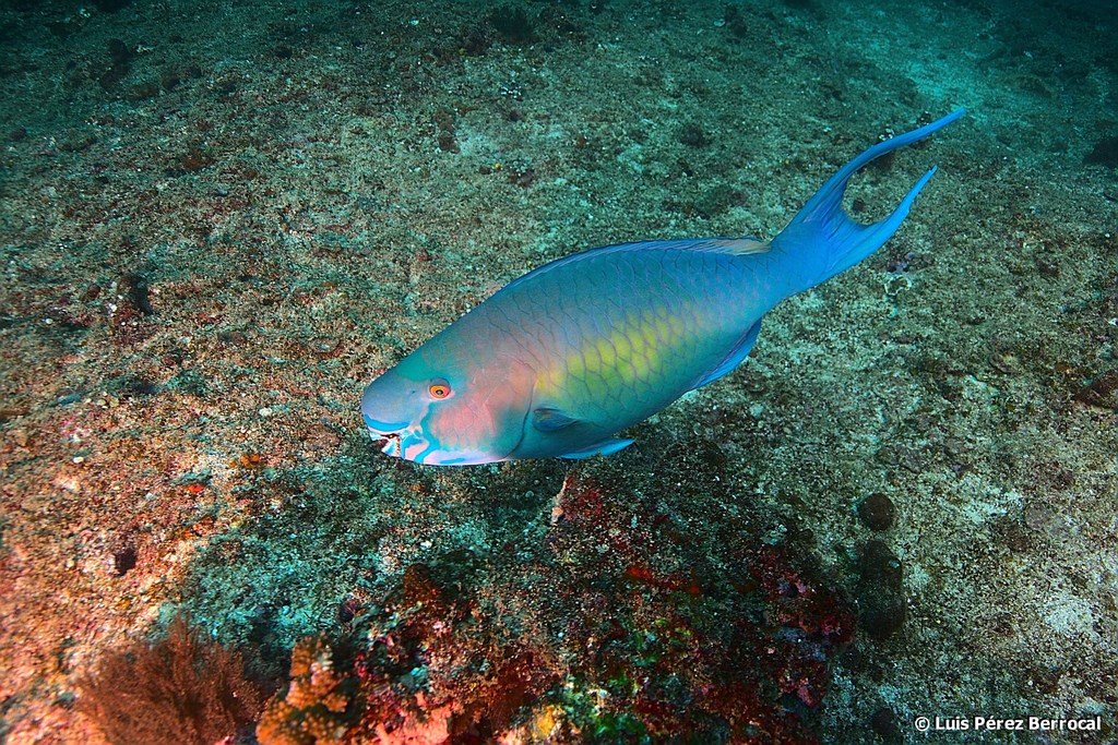 Redlip Parrotfish