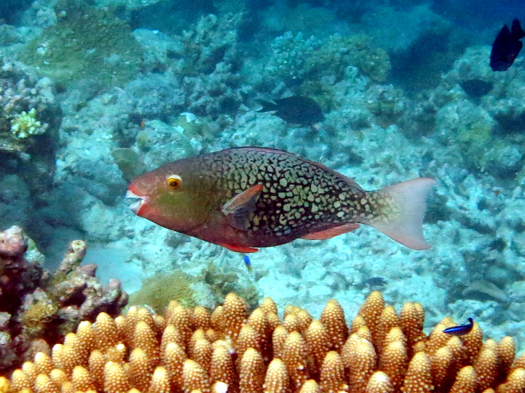 Redlip Parrotfish