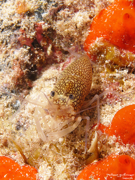 Spotted Bumblebee Shrimp