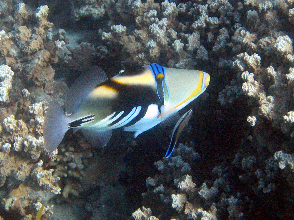 Lagoon Triggerfish