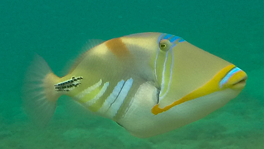 Lagoon Triggerfish