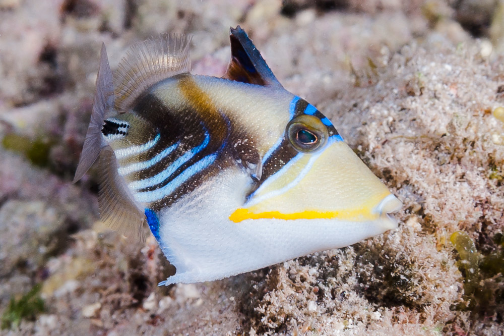 Lagoon Triggerfish