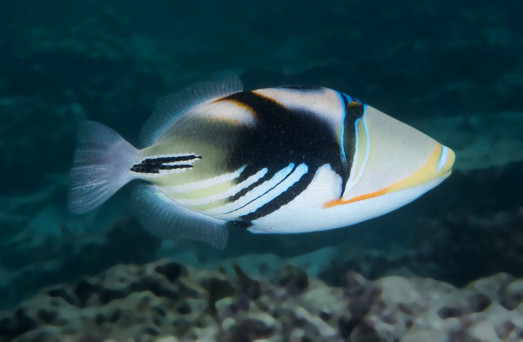 Lagoon Triggerfish