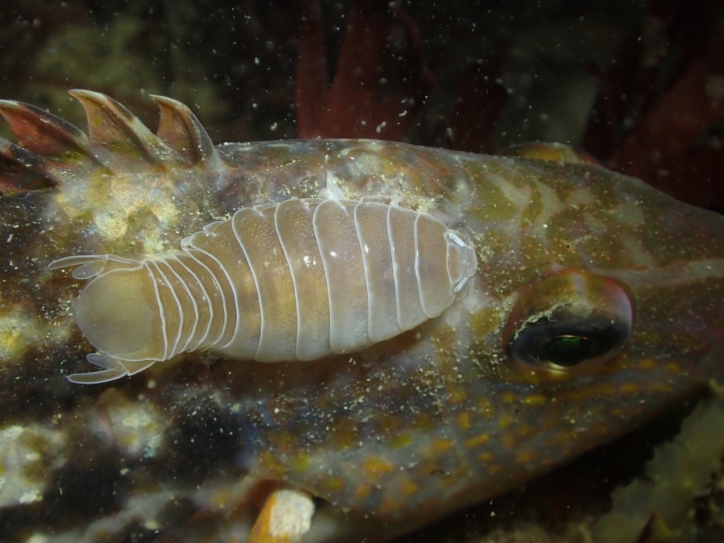 Large Parasitic Isopod
