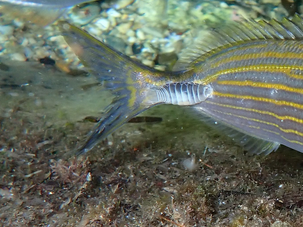 Large Parasitic Isopod