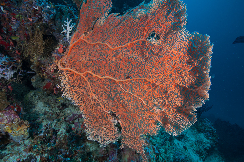 Giant Sea Fan