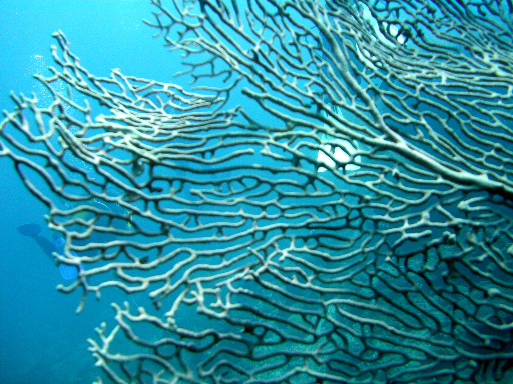 Giant Sea Fan
