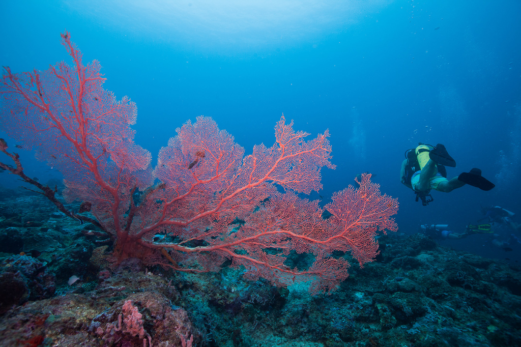 Giant Sea Fan