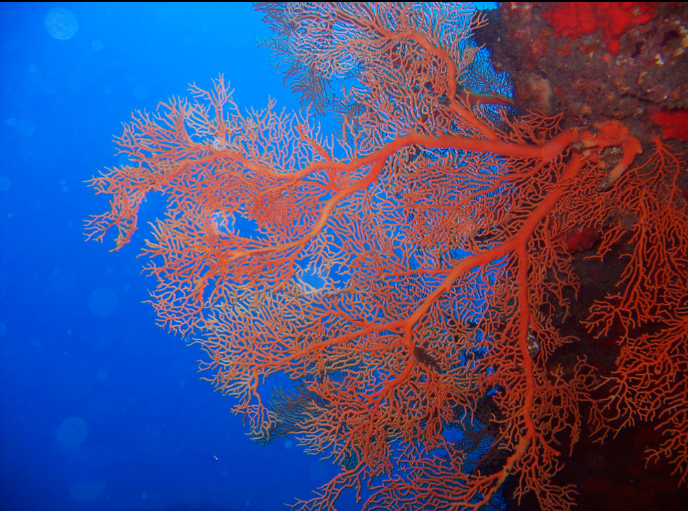 Giant Sea Fan