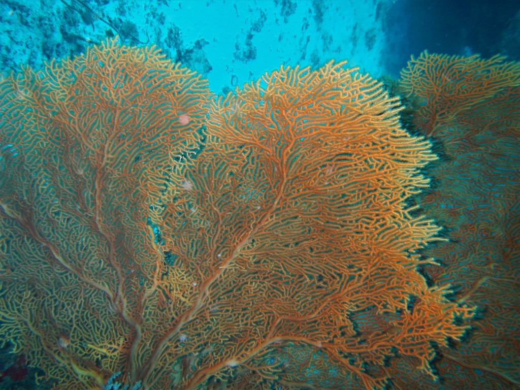 Giant Sea Fan