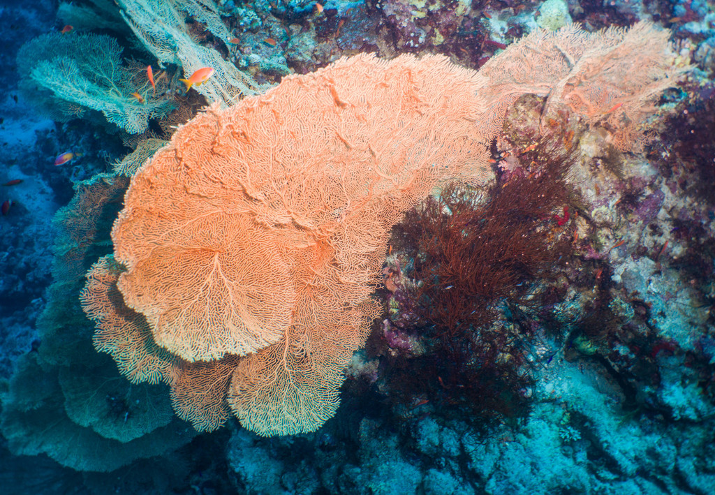 Giant Sea Fan
