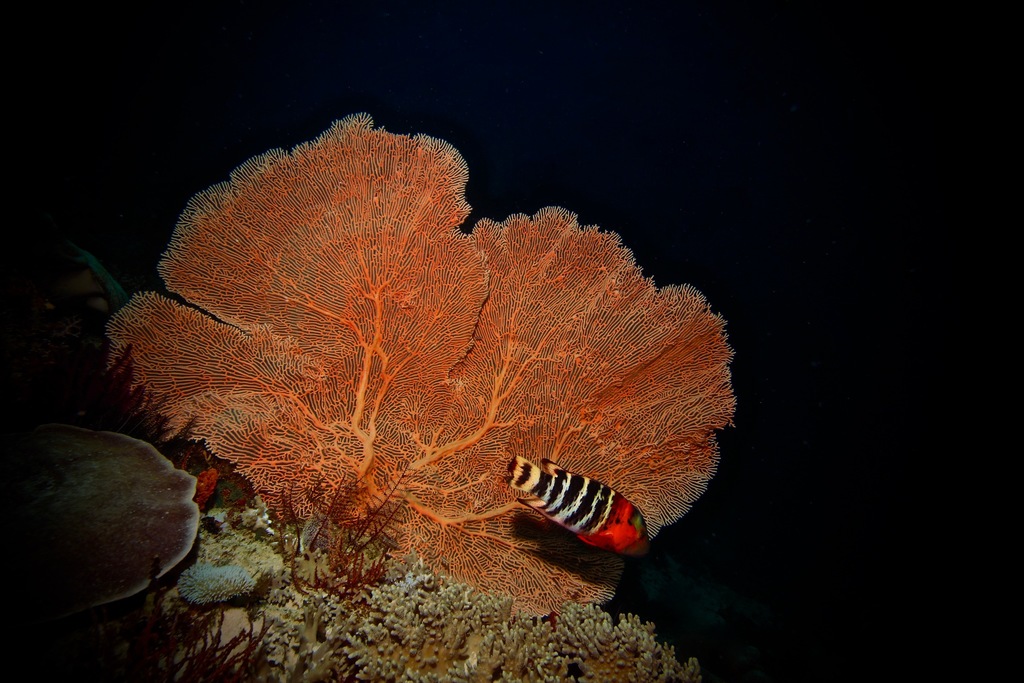 Giant Sea Fan