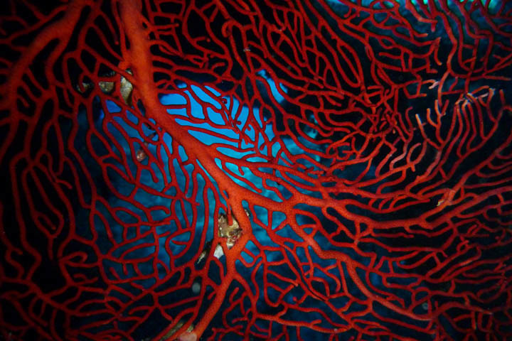 Giant Sea Fan