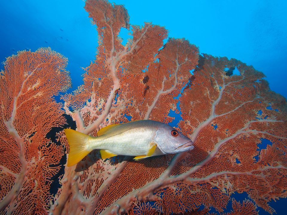Giant Sea Fan