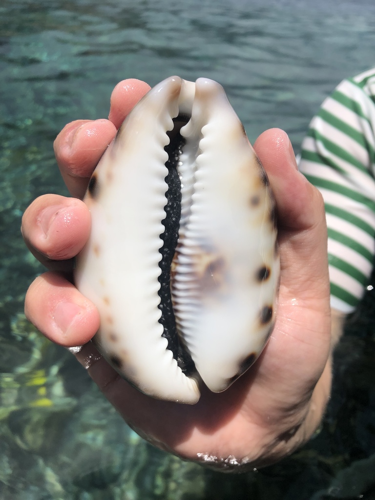 Tiger Cowry