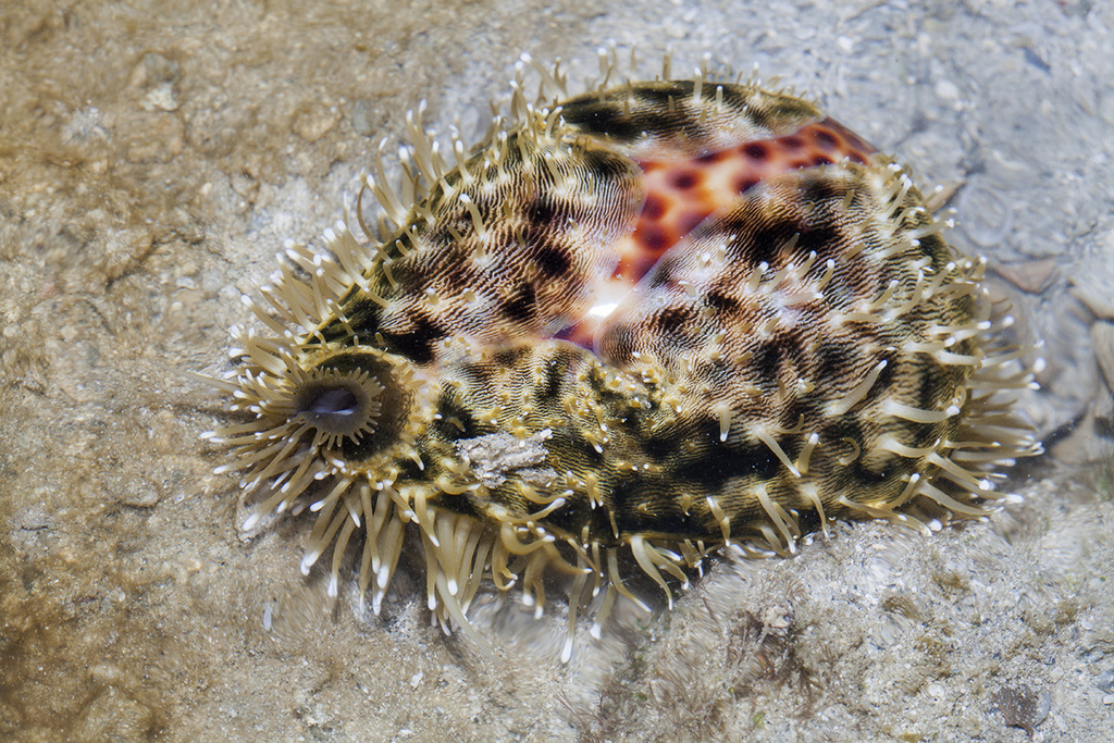 Tiger Cowry