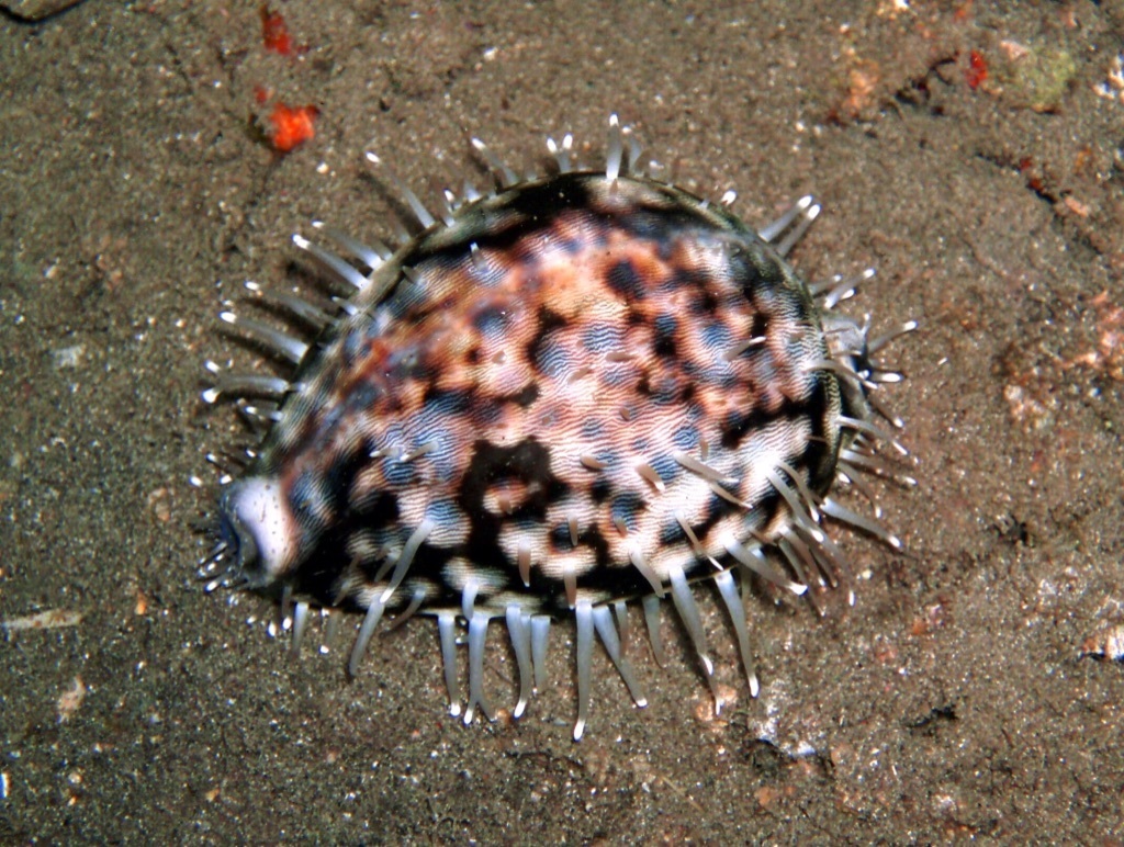 Tiger Cowry