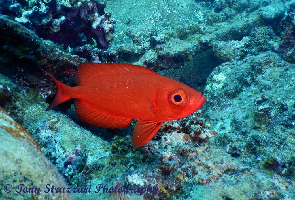 Crescent-tail Bigeye
