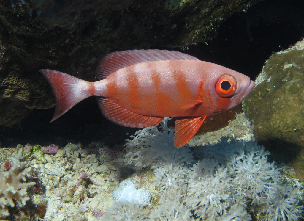 Crescent-tail Bigeye