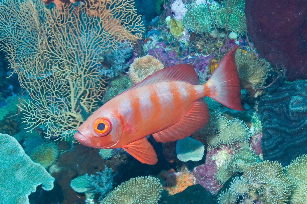 Crescent-tail Bigeye